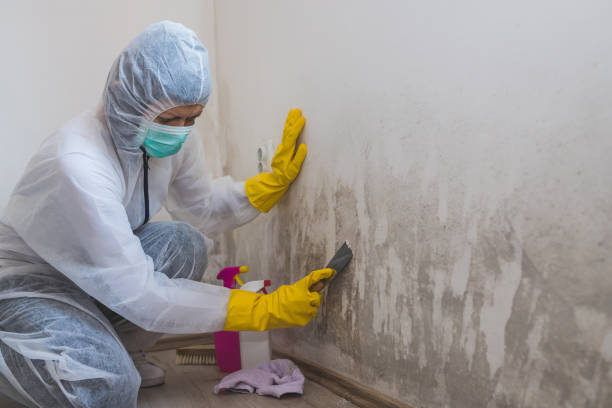 Best Mold Remediation for Healthcare Facilities  in Redwood, TX